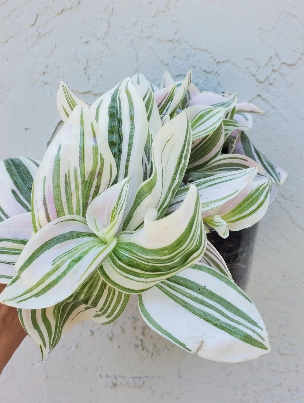 Tradescantia "FEELING DREAMY"  In 3.5" Planter AKA Tradescantia Unicorn - Picture 2 of 5